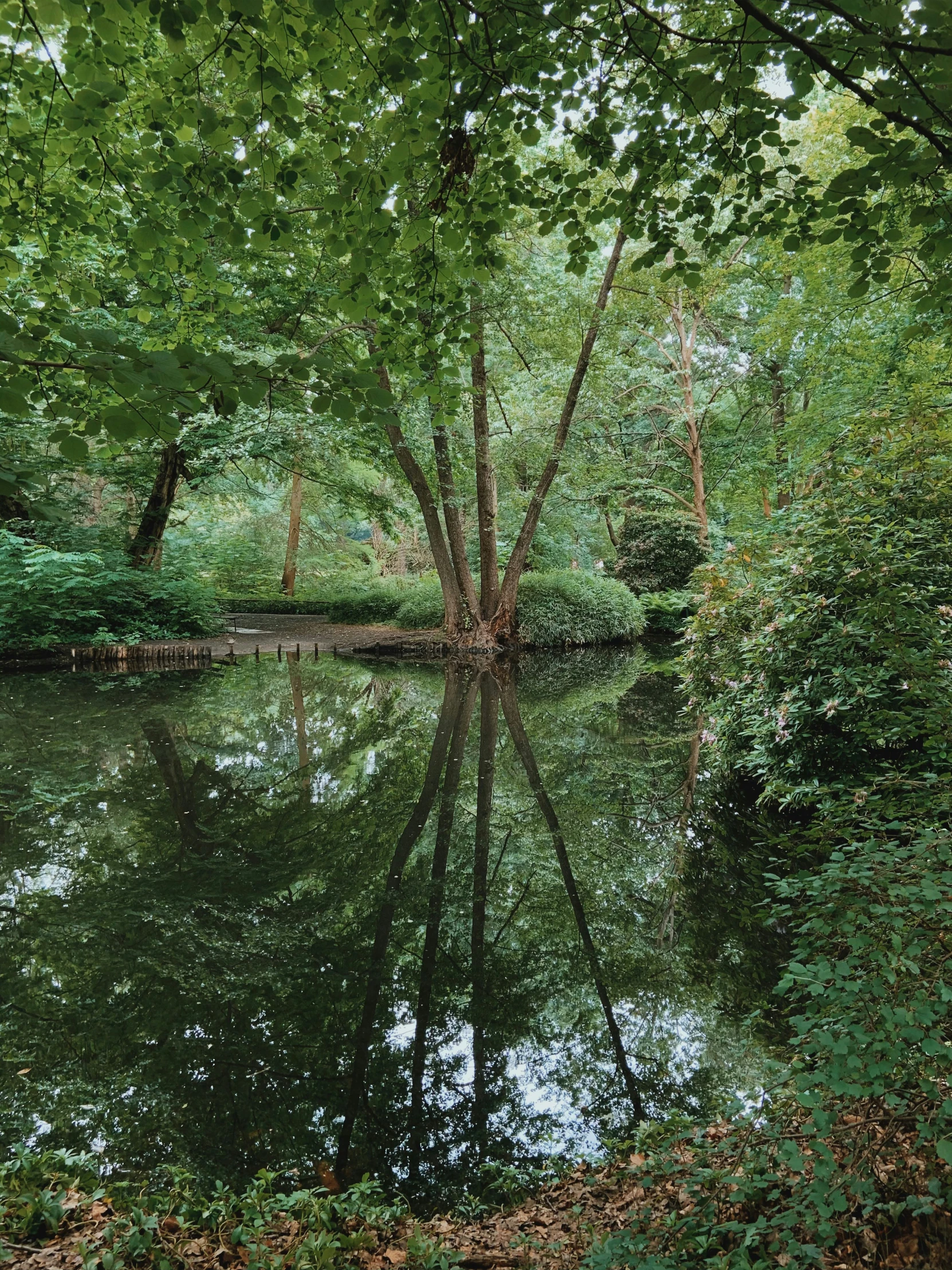 trees overhanging the river to show their beauty