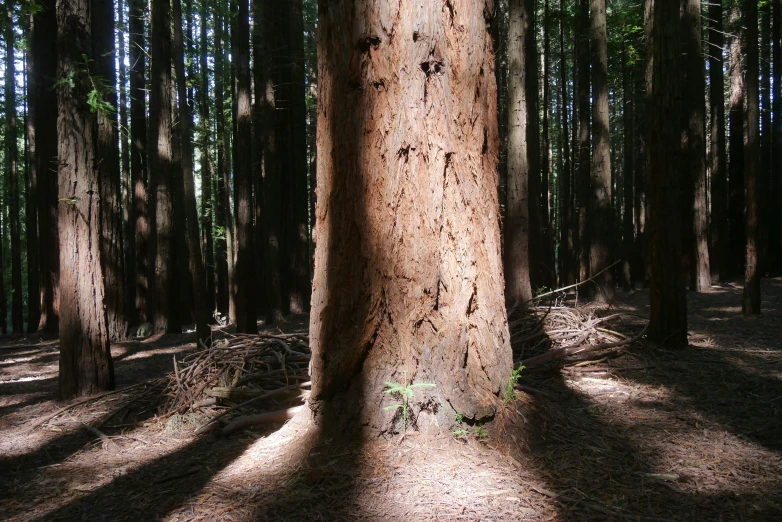 a big tree standing in the middle of a forest