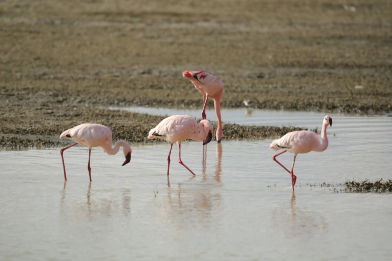 three flamingos standing in shallow water looking for food