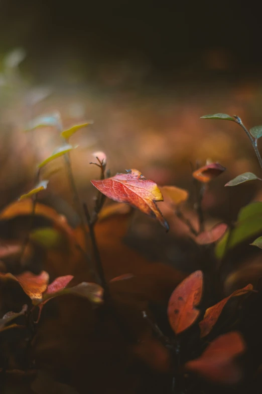 colorful flowers blooming in the leaves on the ground