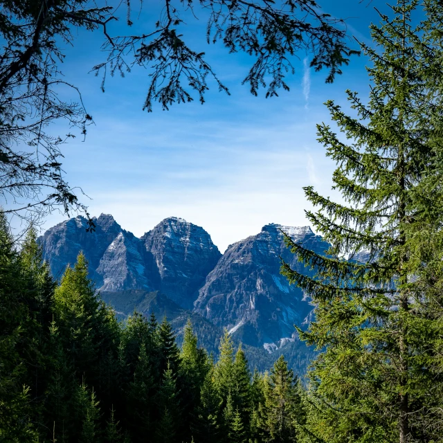 there is a very large tree in front of the mountain range