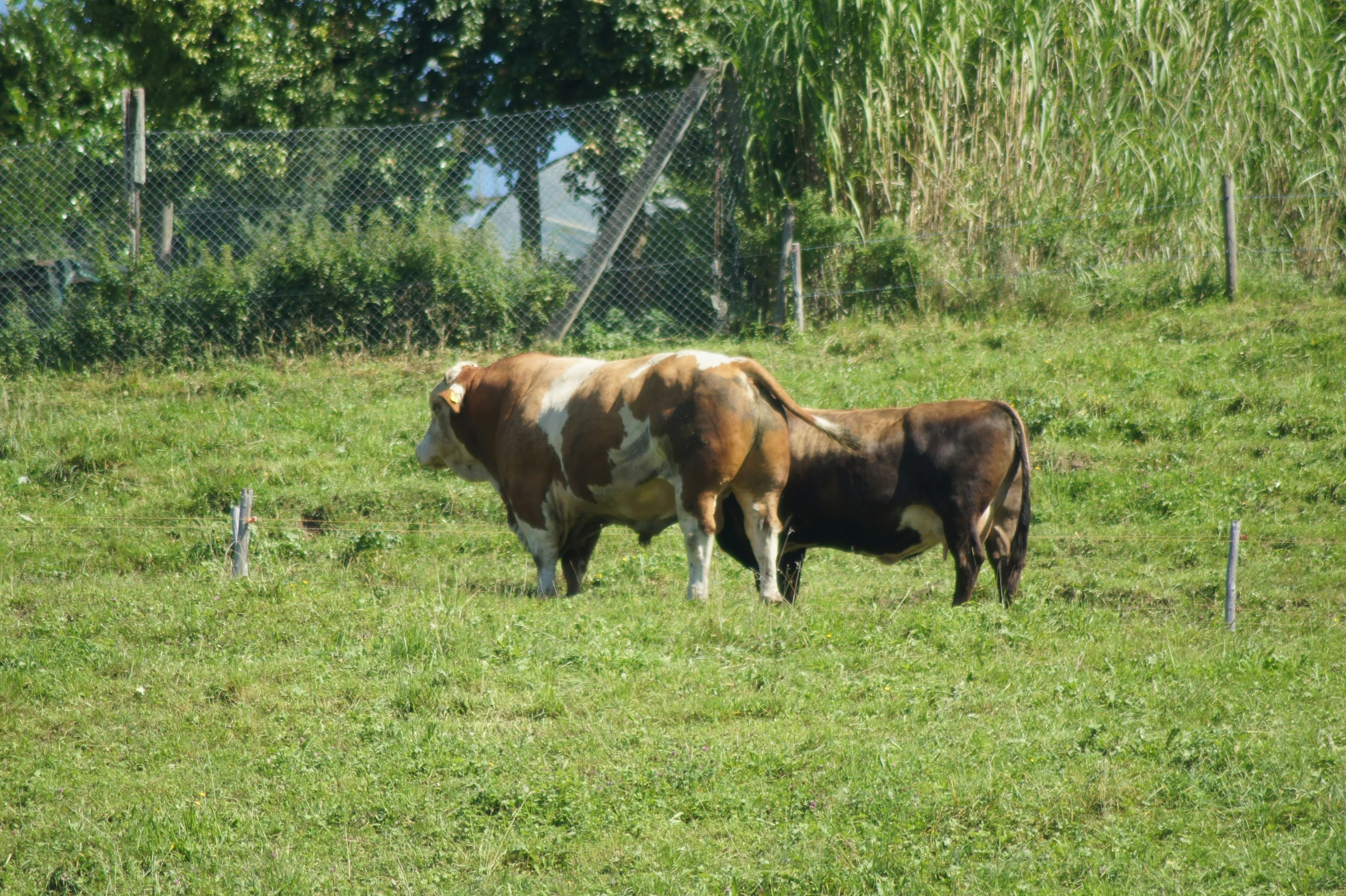 two brown and white cows standing on top of a grass covered field