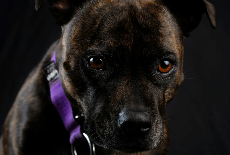 a brown dog wearing a purple collar looking at the camera