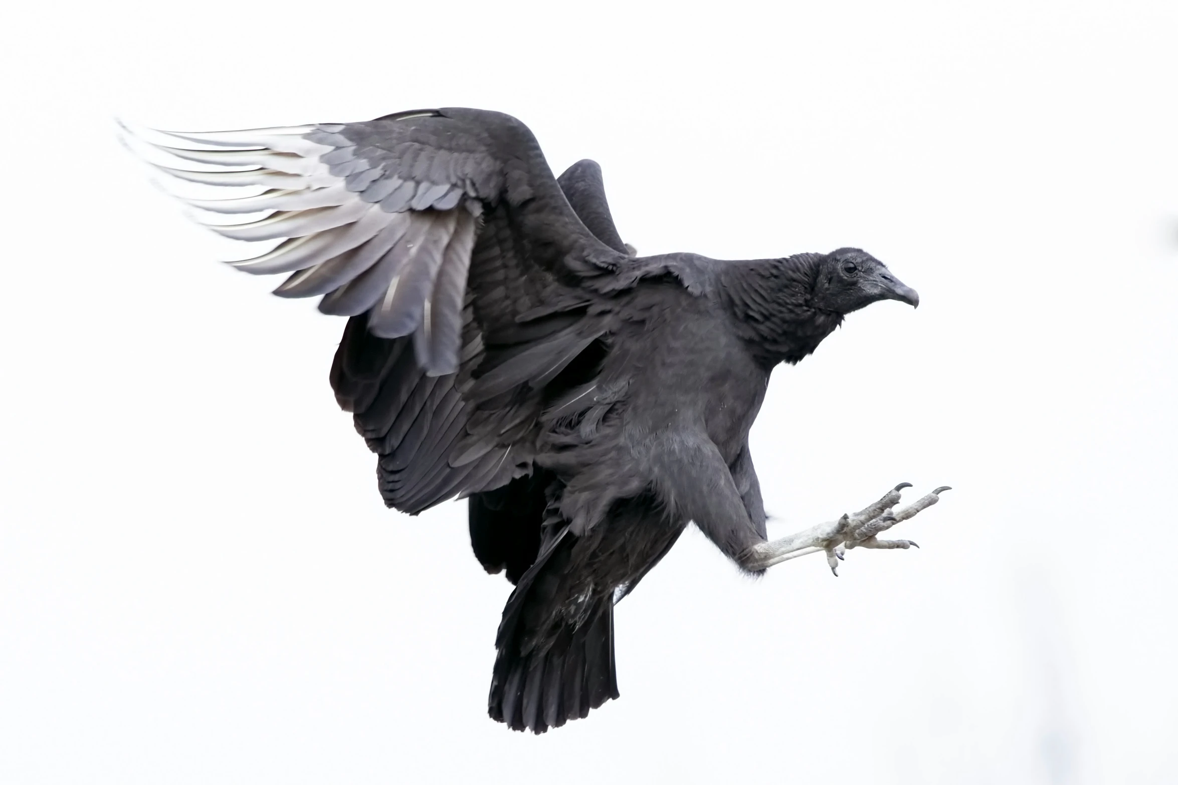 this is an image of a bird in flight