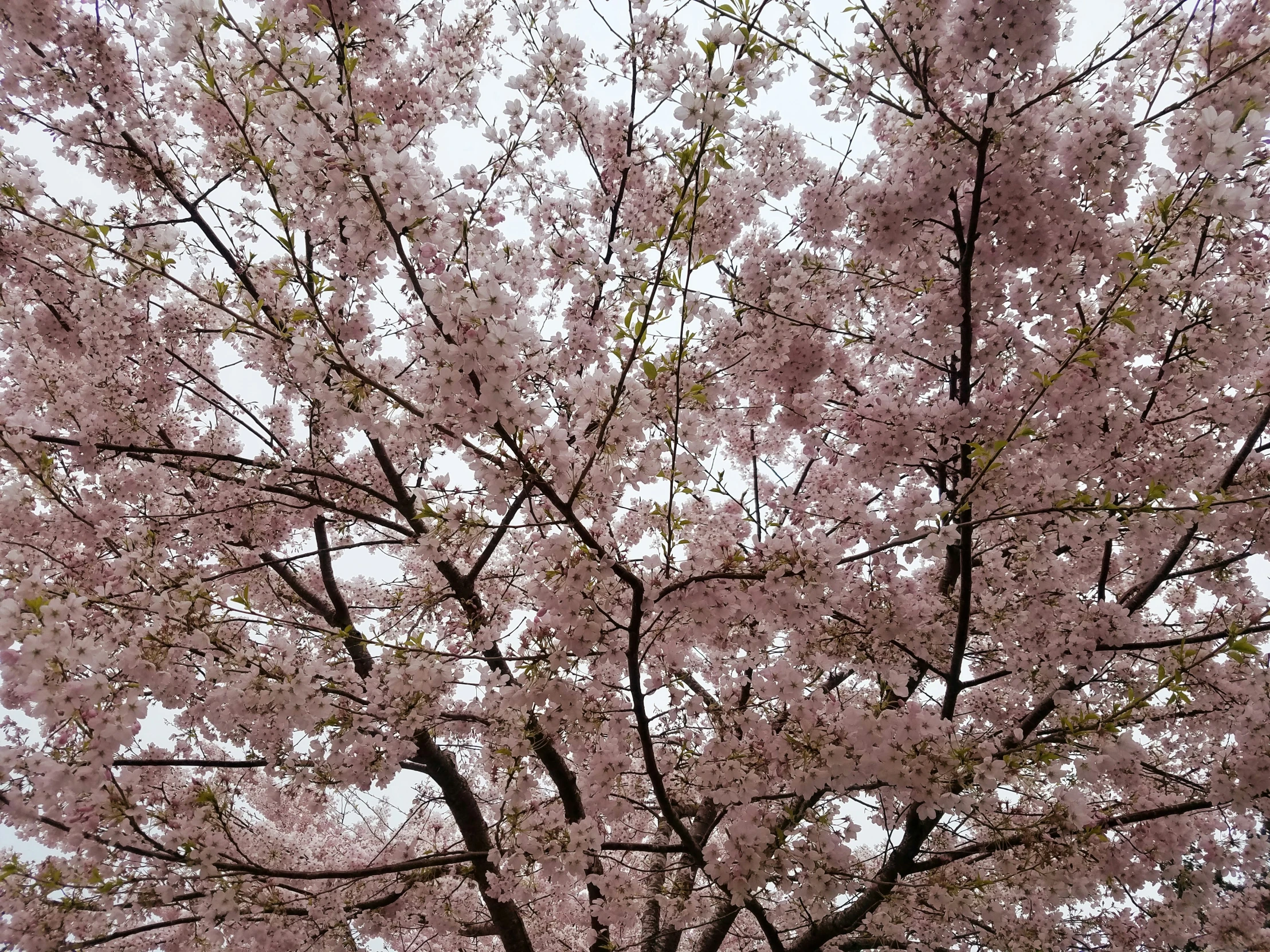 a lone park bench under a cherry blossom tree