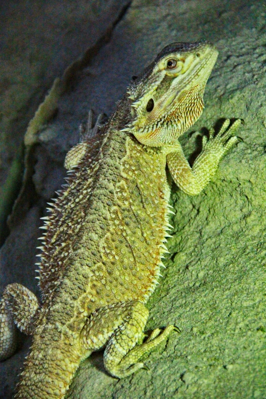 a close up view of a lizard laying down on a rock