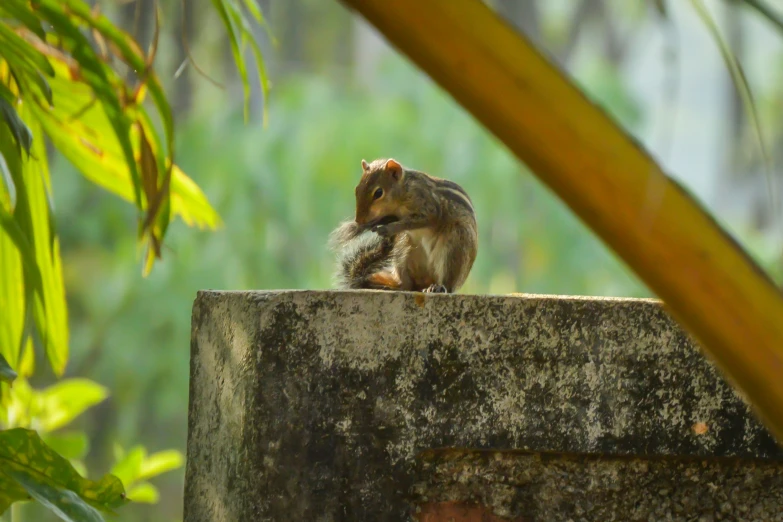 there is a small chipped animal sitting on top of a concrete ledge