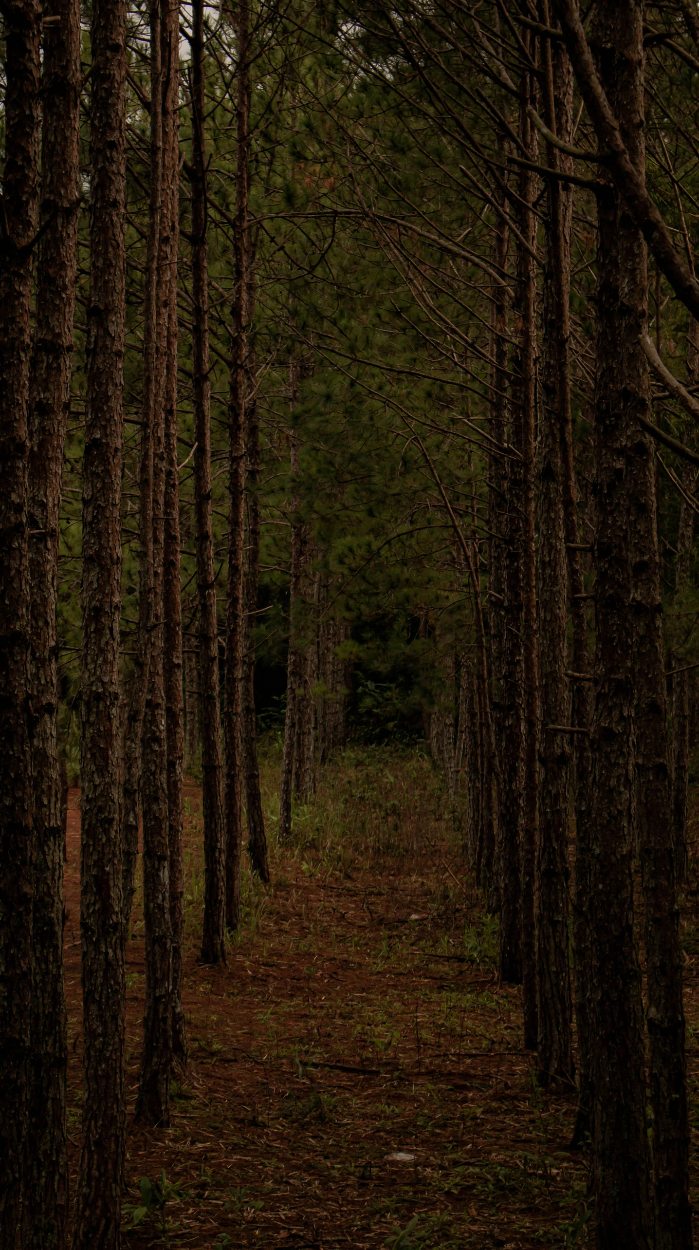 trees line the path into the dark forest