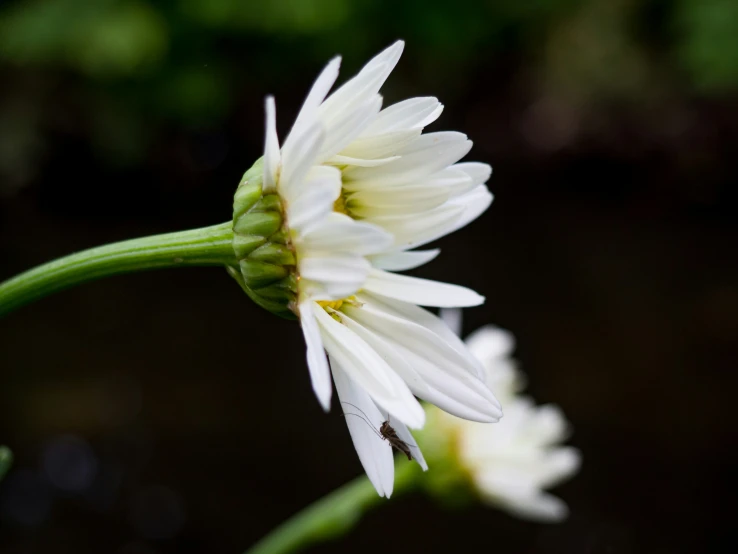 white flowers in close up on blurry background