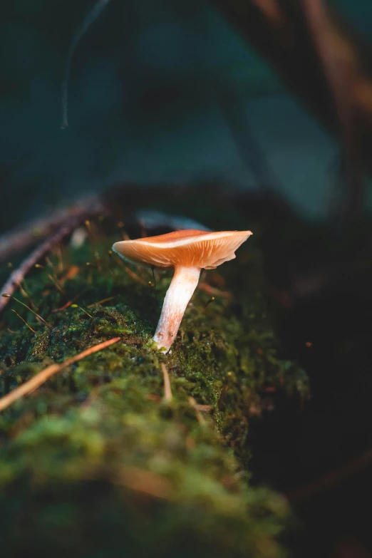 an orange mushrooms cap sits on top of a moss