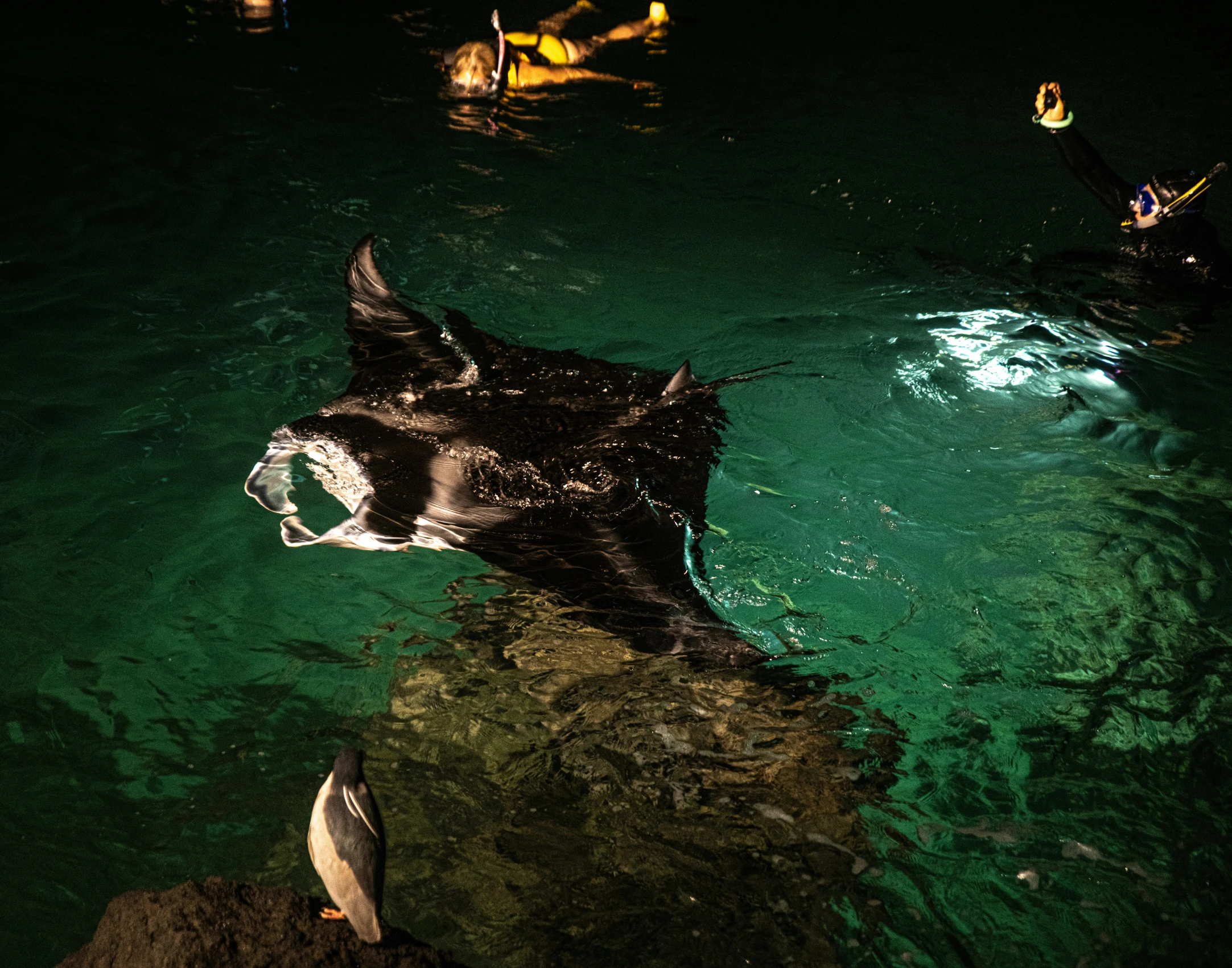 two birds swimming next to each other in water