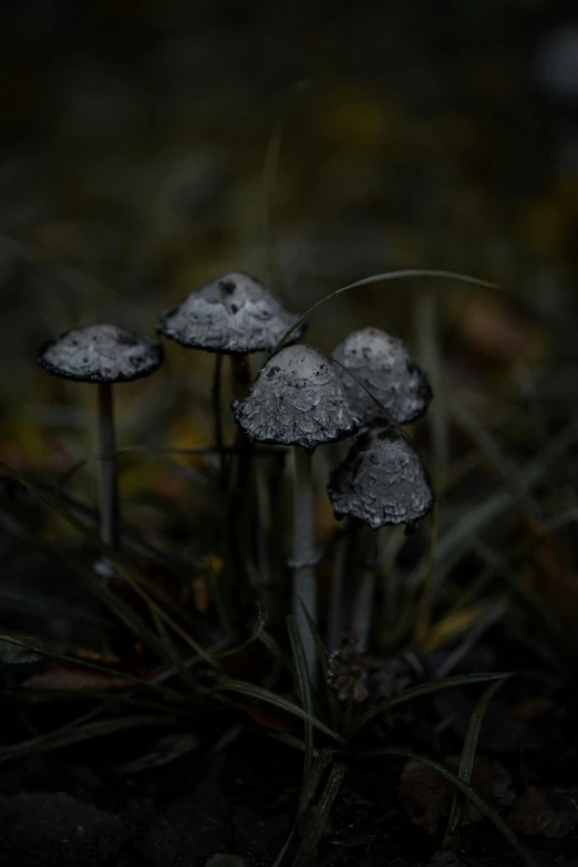 three mushrooms are shown in the dark
