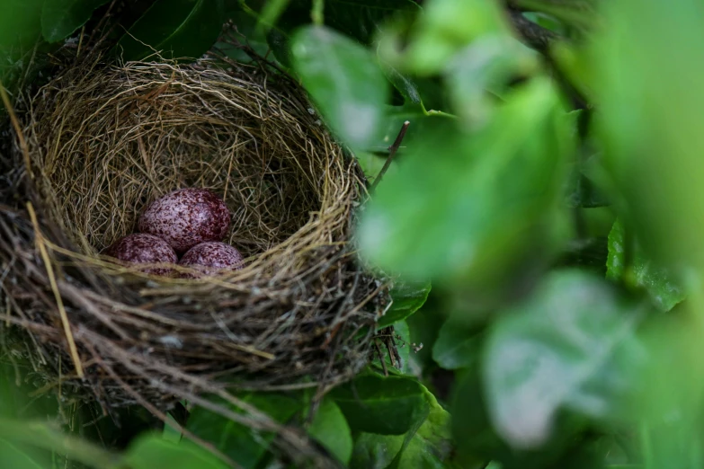 the nest of a bird with three eggs is empty