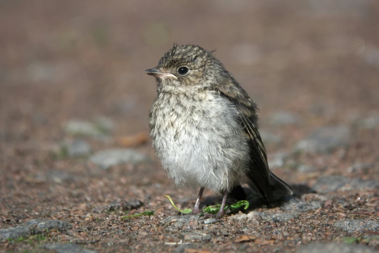 a small bird standing on top of a field