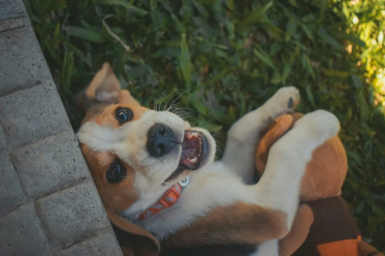 a dog with its mouth open is looking up while his owner holds on to a brick wall