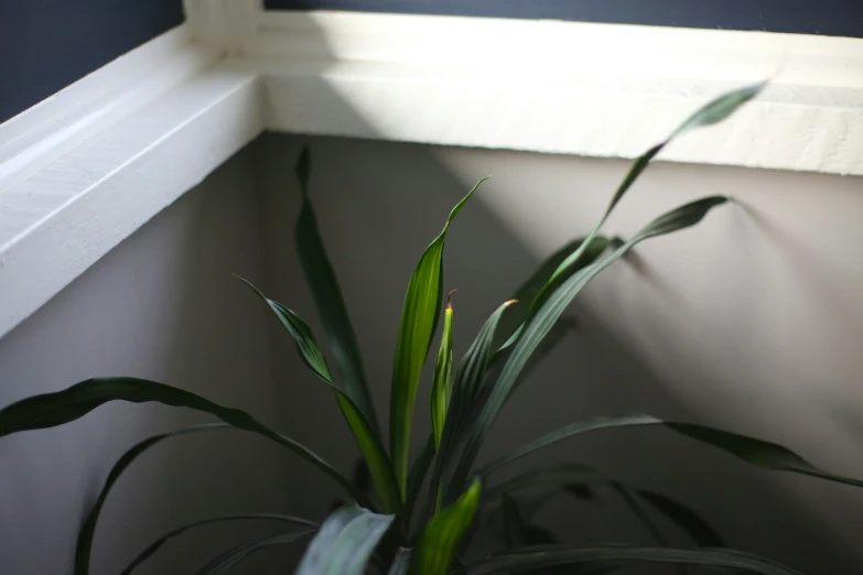 green plant with long thin green leaves near a window