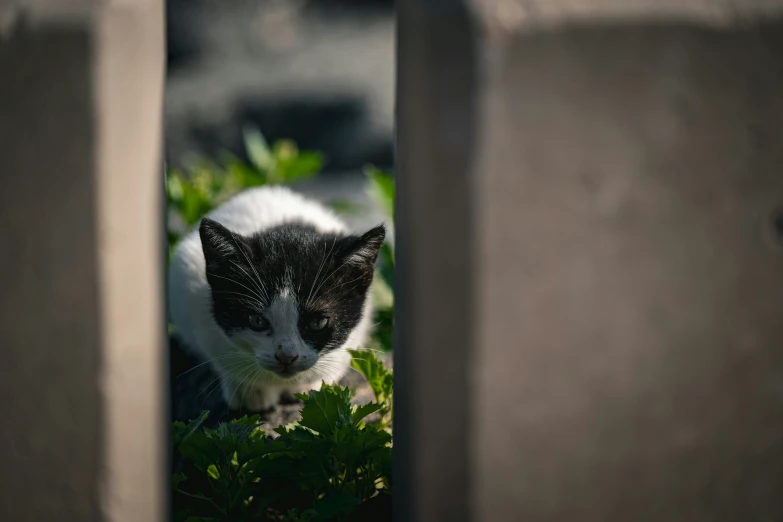 a cat is hiding in the leaves under some concrete