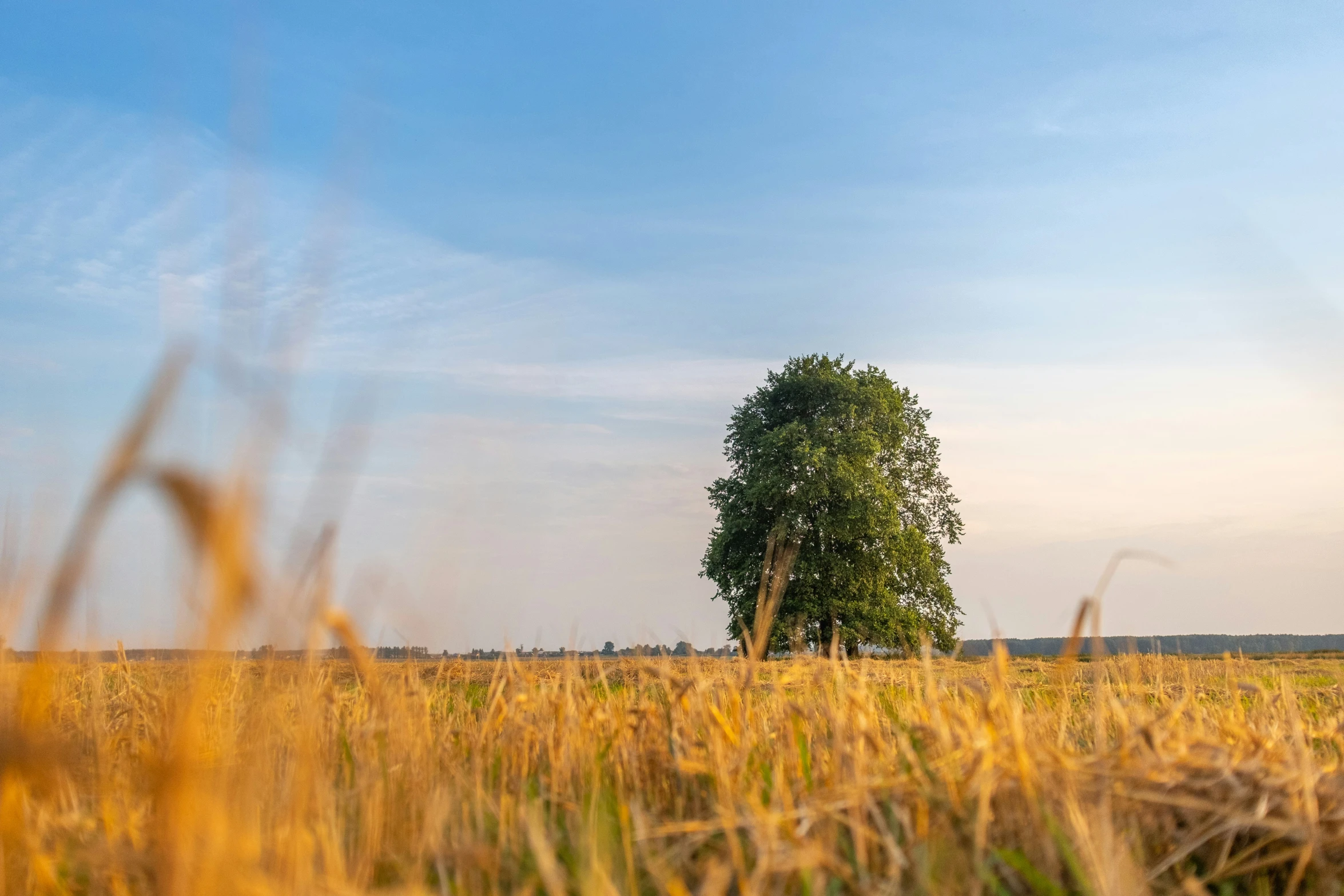 a tall field with a tree near the horizon