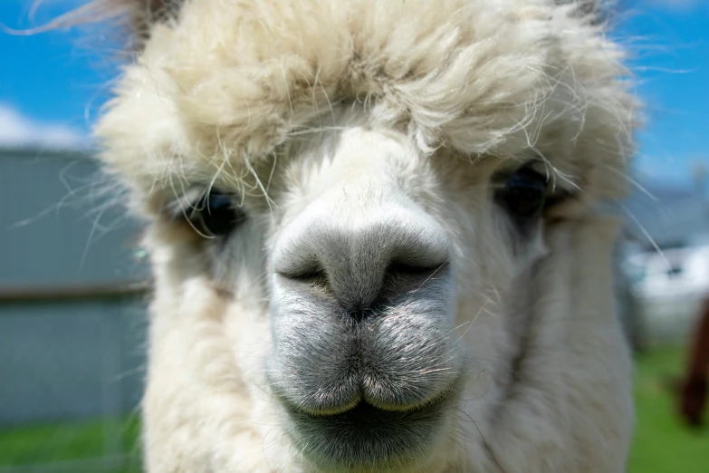 an alpaca looks into the camera on a grassy field