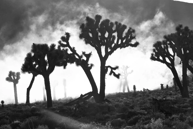 a herd of animals standing next to trees on a lush green hillside