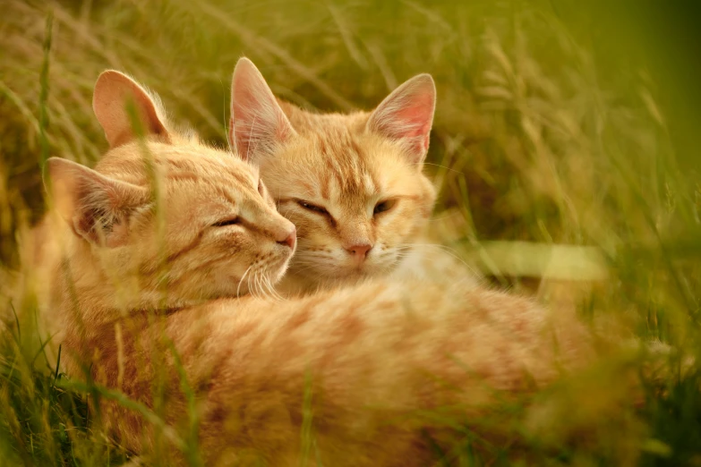 two orange tabby kittens with closed eyes looking out at the outside world