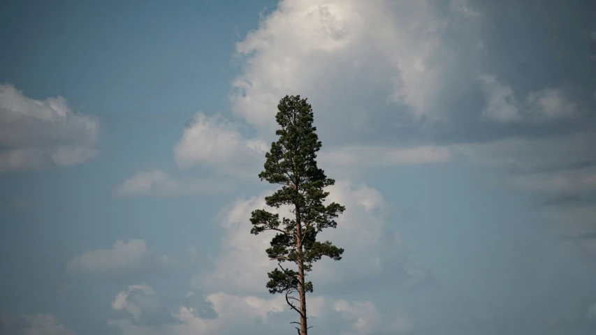 the tree is tall and has a brown trunk