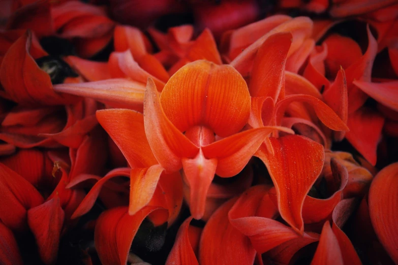 a close up view of some orange flowers