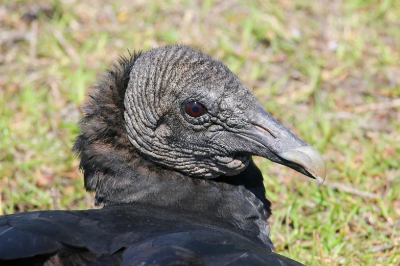 a bird that is sitting down in the grass