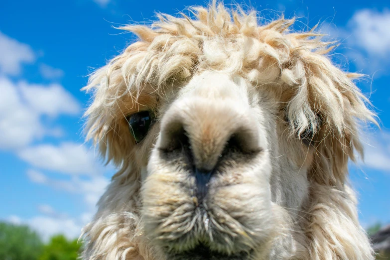 a llama with its eyes opened and a blue sky behind