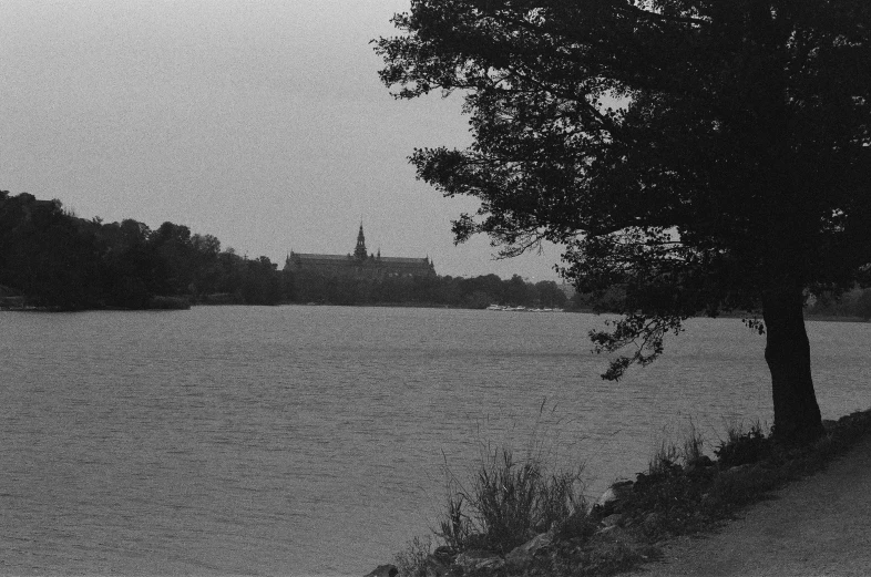 a lone tree sits beside a large body of water