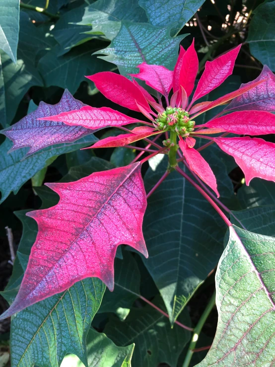 a red flower is growing from the bottom of leaves