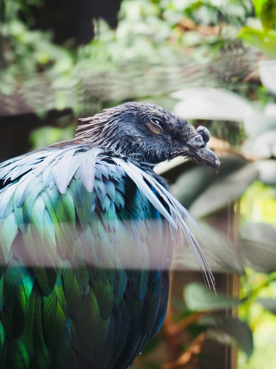 an exotic bird standing behind a leafy tree