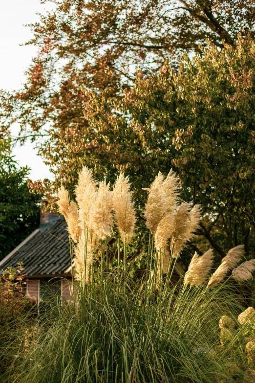 some tall grass near a tree and building