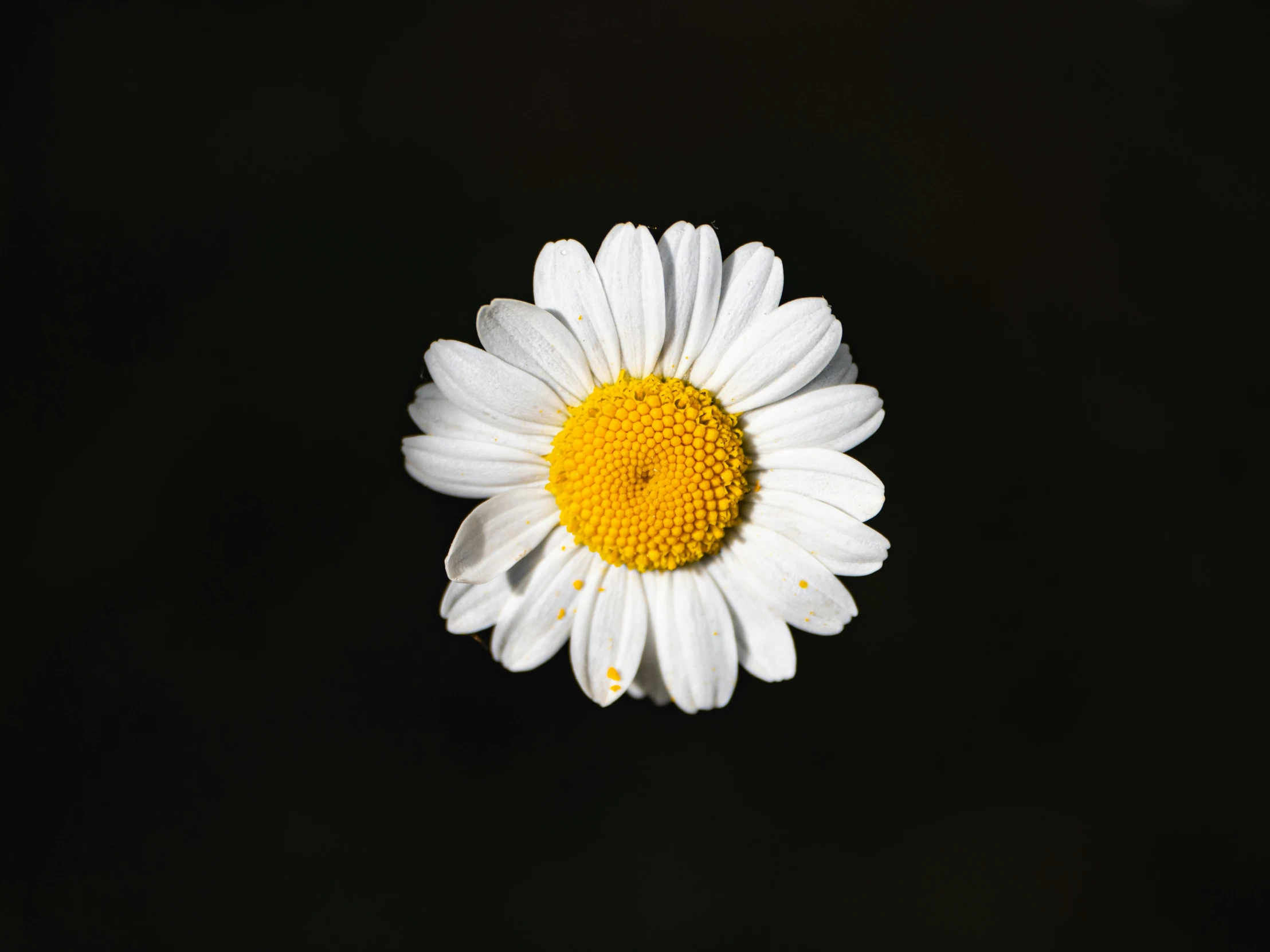 a single flower is growing in the dark