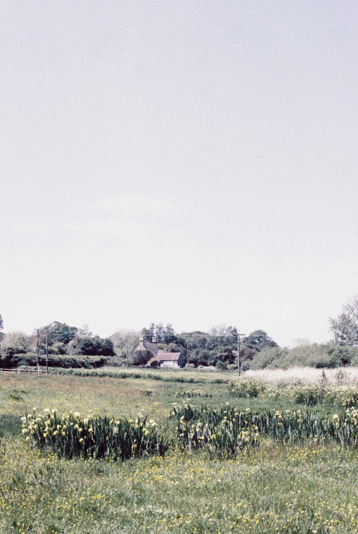 a field with wildflowers in the foreground and houses in the distance