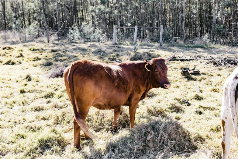 a cow is standing in the grass near some trees