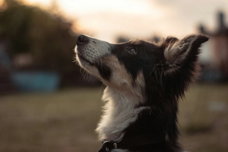 a dog looking up at the sky