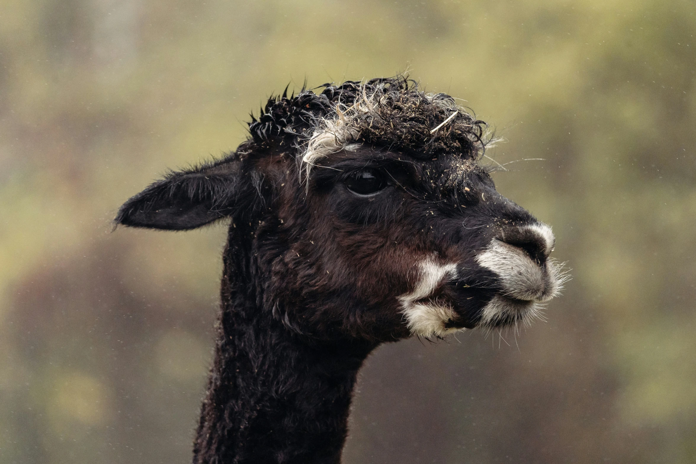 an alpaca with its head in the wind