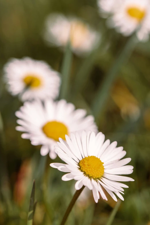 flowers in a grassy field are blooming