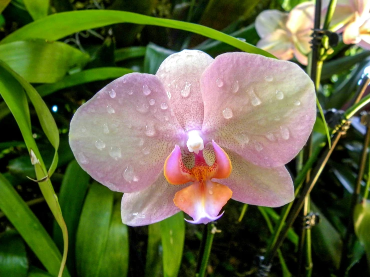 some flowers with rain drops on them sitting in front of some leaves