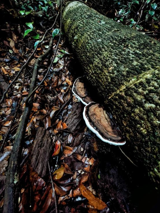 a forest floor has fallen down and is littered with leaves