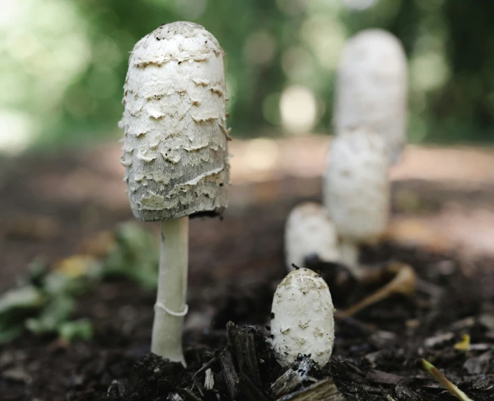 small white mushrooms are growing from the ground