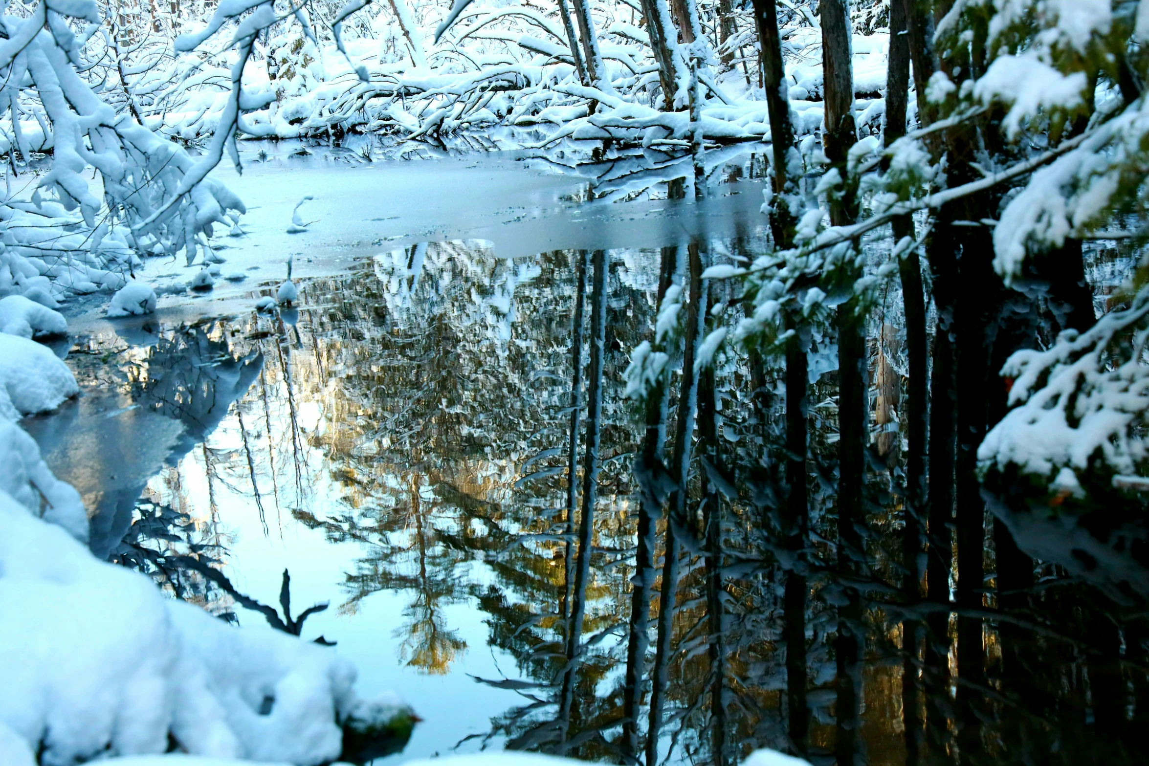 a snowy lake sits surrounded by pine trees