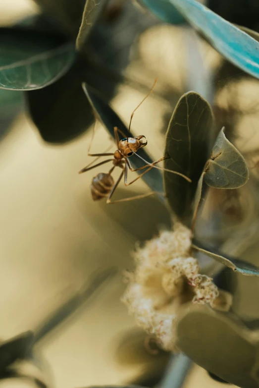 a bug is on a tree with long stem leaves