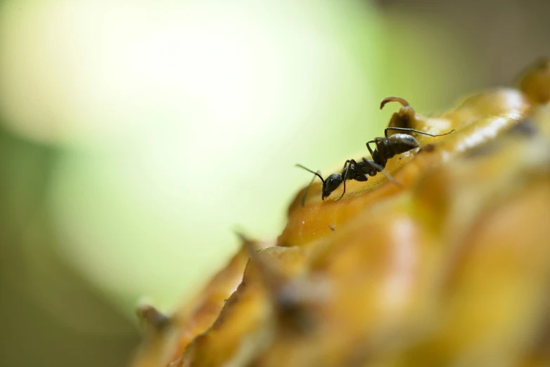 several black bees sitting on top of one another