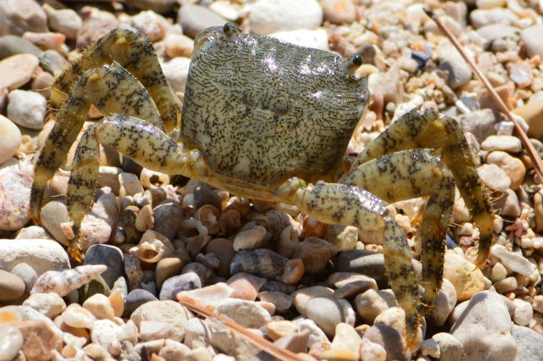 a crab sitting on rocks with one leg raised