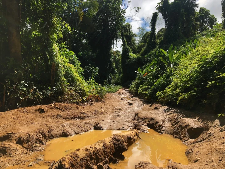 a dirt road leading through trees, mud, and water