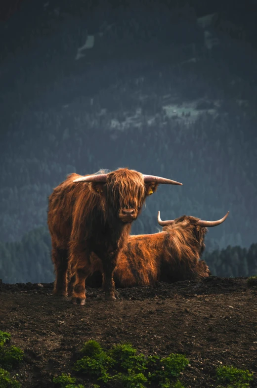 two large brown bulls with horns stand on the ground