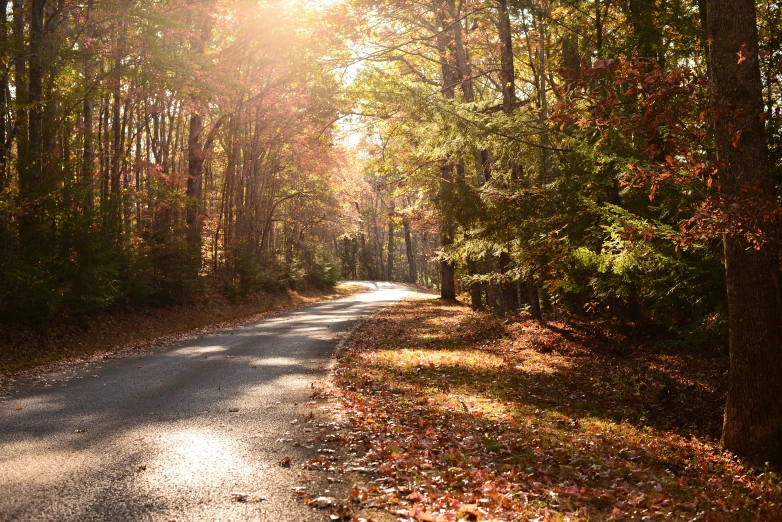 trees lining the road with leaves all over the ground