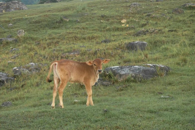 there is a brown cow standing in a field